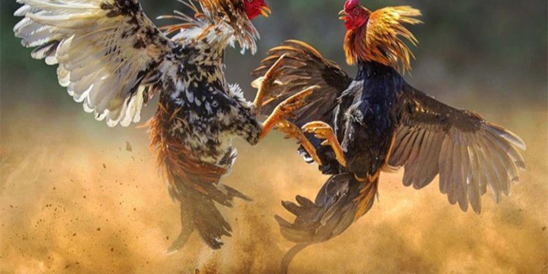 Mẹo đá gà mạng