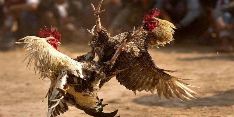 Mẹo đá gà mạng